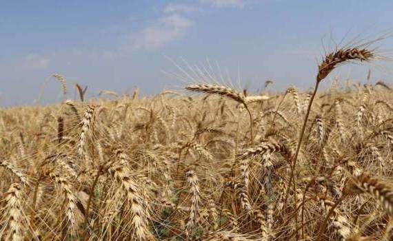 Vindem sau ținem în depozit? Evoluția prețurilor la cereale și oleaginoase - agroexpert.md