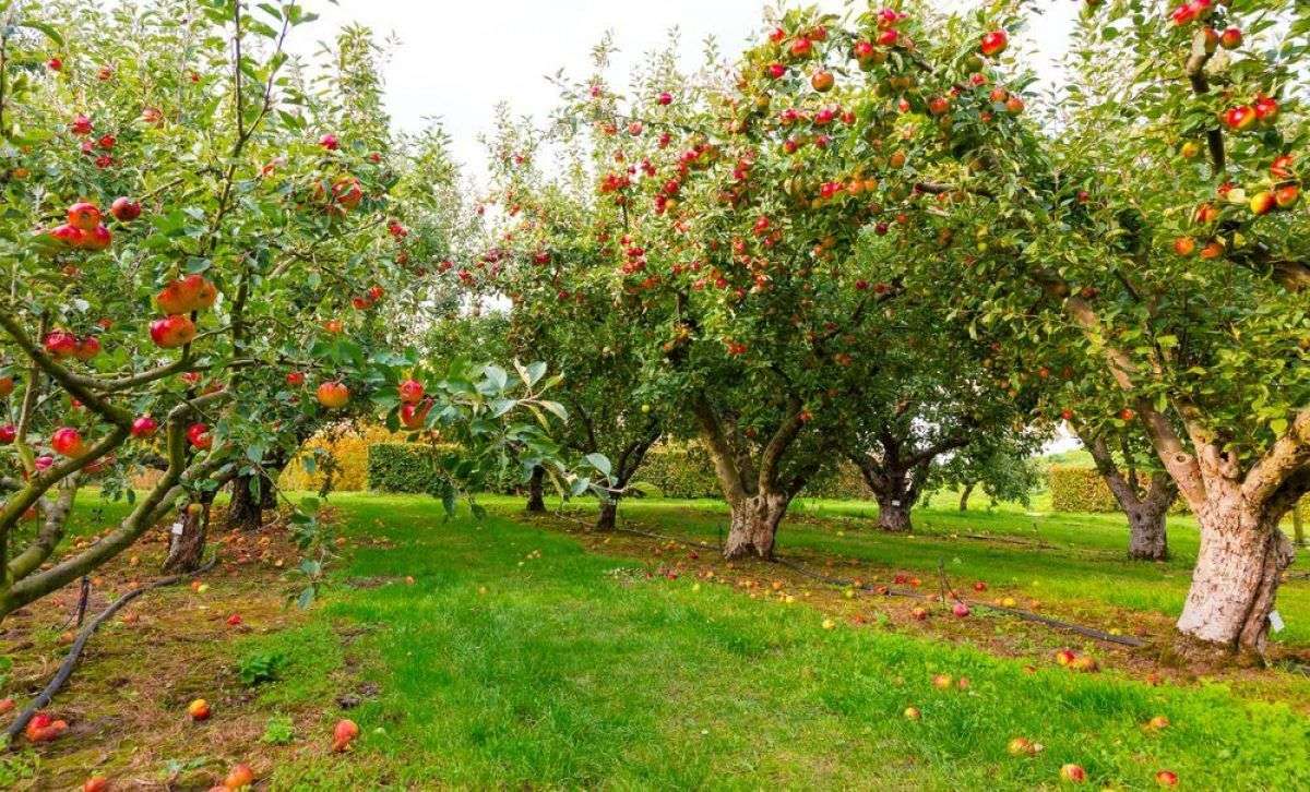 Îngrijirea pomilor toamna - agroexpert.md