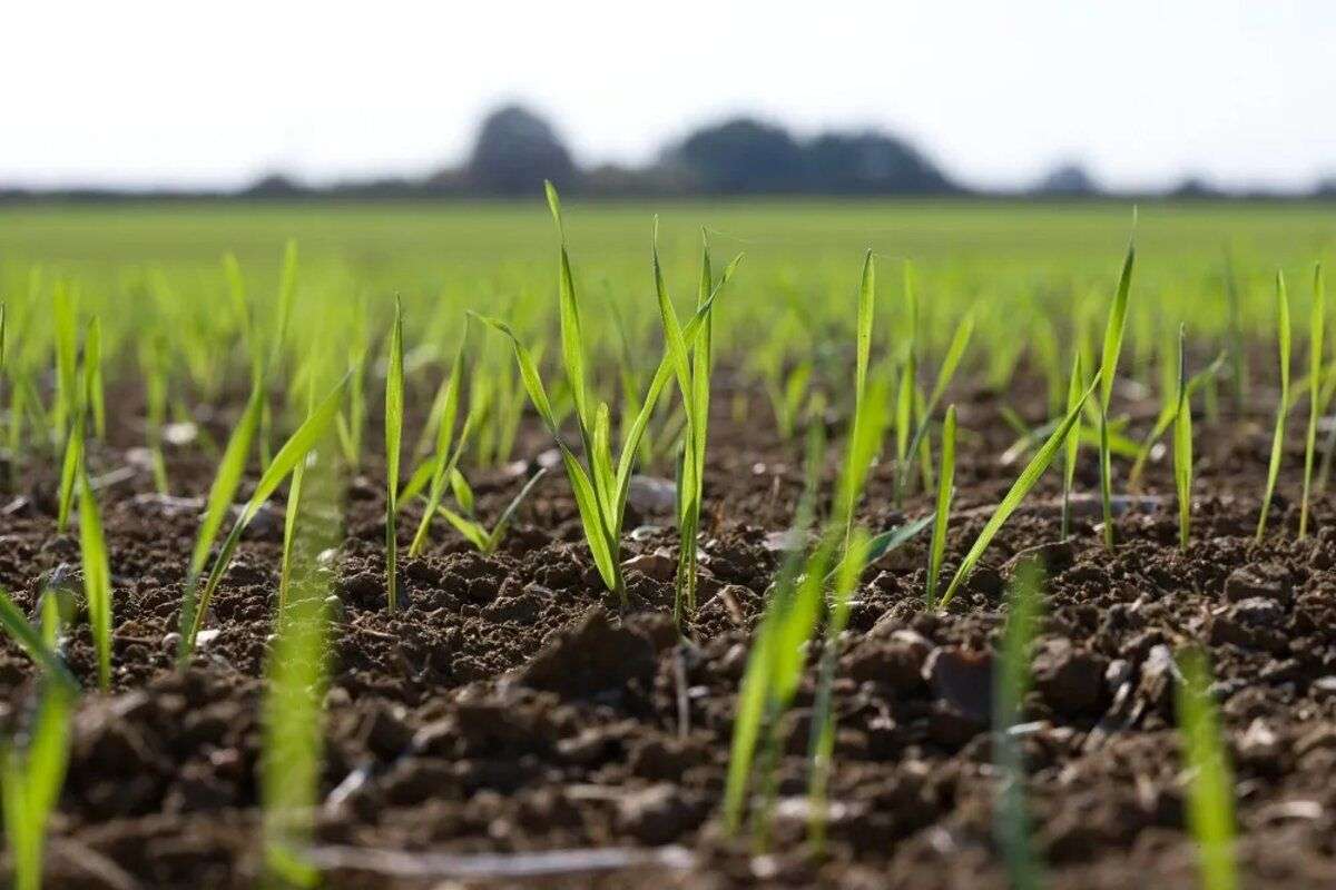 Sistemul conservativ de agricultură - agroexpert.md