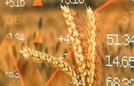 Цены на пшеницу в Париже растут из-за опасений по поводу поставок из РФ - agroexpert.md