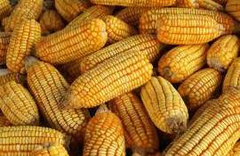 Prețul porumbului, sub presiune. Cu cât fermierii își vând marfa - agroexpert.md