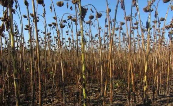 В Болгарии и Румынии резко упала урожайность подсолнечника и кукурузы - agroexpert.md