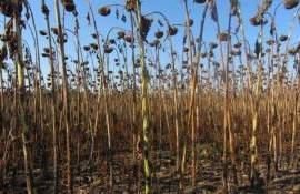 В Болгарии и Румынии резко упала урожайность подсолнечника и кукурузы - agroexpert.md