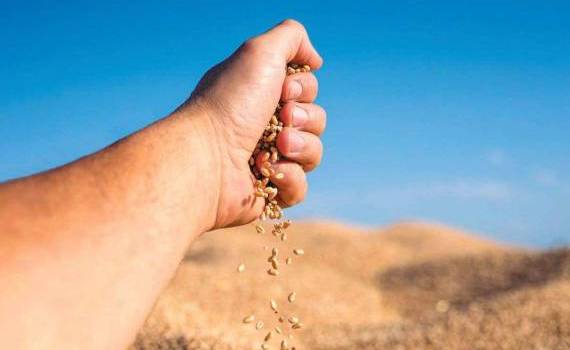 В Болгарии и Румынии резко упала урожайность подсолнечника и кукурузы - agroexpert.md