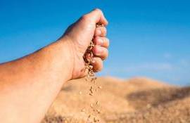В Болгарии и Румынии резко упала урожайность подсолнечника и кукурузы - agroexpert.md