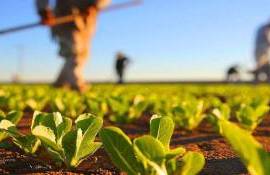 Vârstnicii sunt preponderent implicați în activități agricole - agroexpert.md