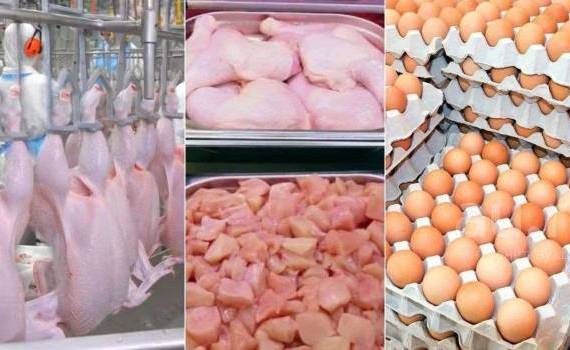 Румыния хочет ограничить импорт яиц и мяса птицы из Украины - agroexpert.md