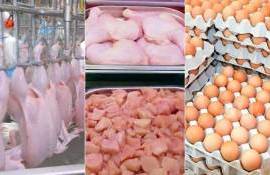Румыния хочет ограничить импорт яиц и мяса птицы из Украины - agroexpert.md