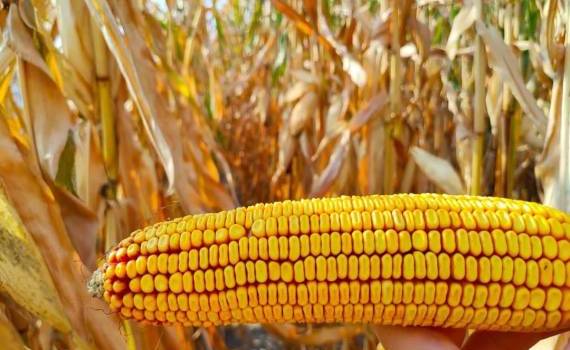 Рост цен на кукурузу продолжается на фоне активного спроса Турции - agroexpert.md 