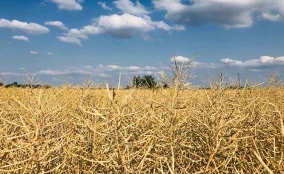 Как селен влияет на рапс и его способность повысить урожайность - agroexpert.md