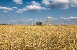 Как селен влияет на рапс и его способность повысить урожайность - agroexpert.md