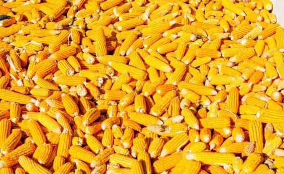 Прогноз мирового производства и запасов кукурузы снижен в отчете USDA - agroexpert.md