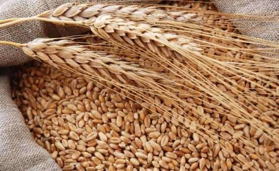 В Украине за неделю экспортные цены на пшеницу выросли на 5-6 $/т - agroexpert.md
