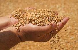 Prețul grâului, în creștere. Cu cât se vinde în Portul Constanța - agroexpert.md