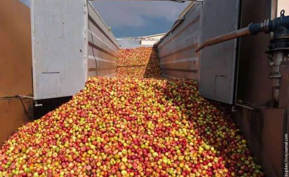 В Украине за год яблоки для промпереработки подорожало втрое - agroexpert.md