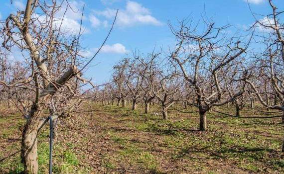 Tratamente cuprice la pomi: Cum să le efectuezi - agroexpert.md