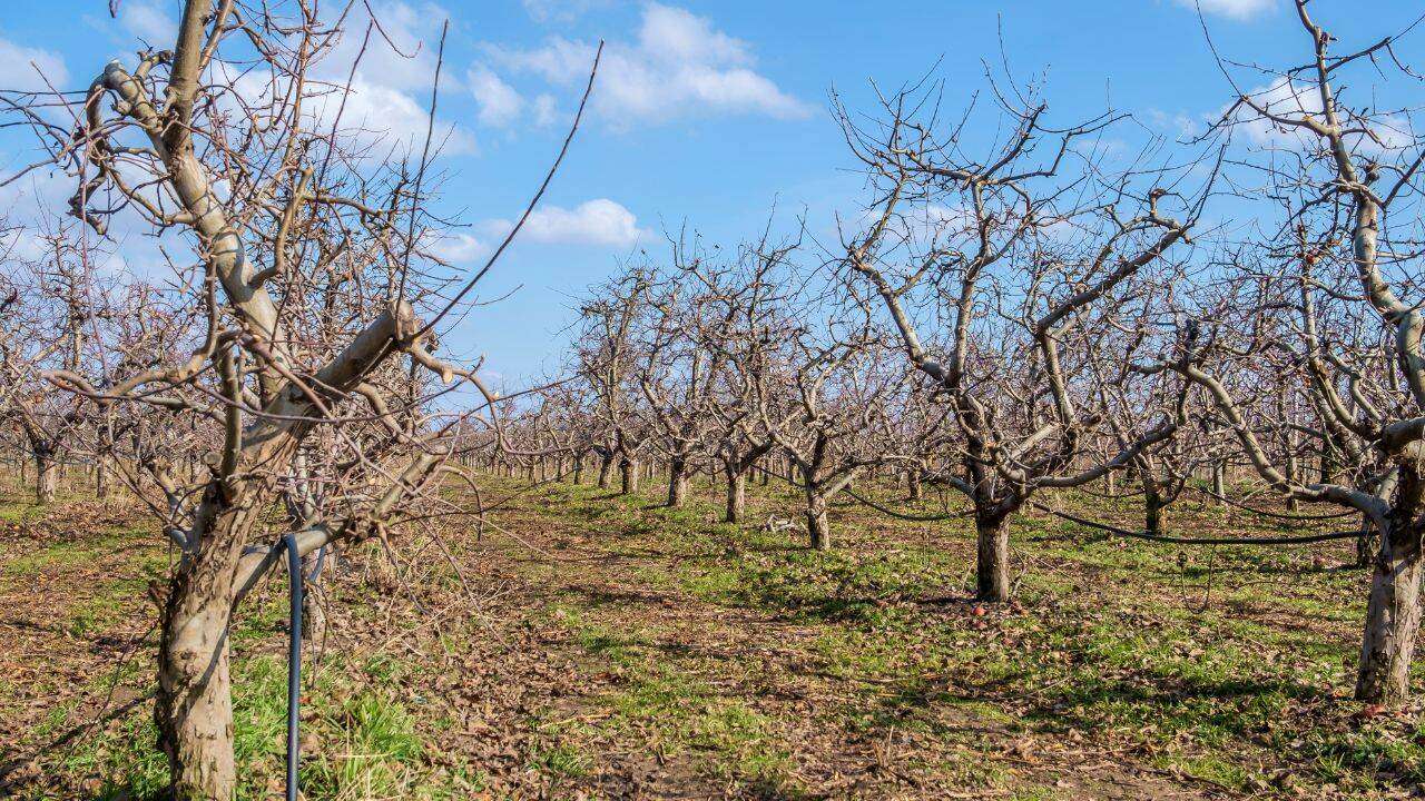 Tratamente cuprice la pomi: Cum să le efectuezi - agroexpert.md