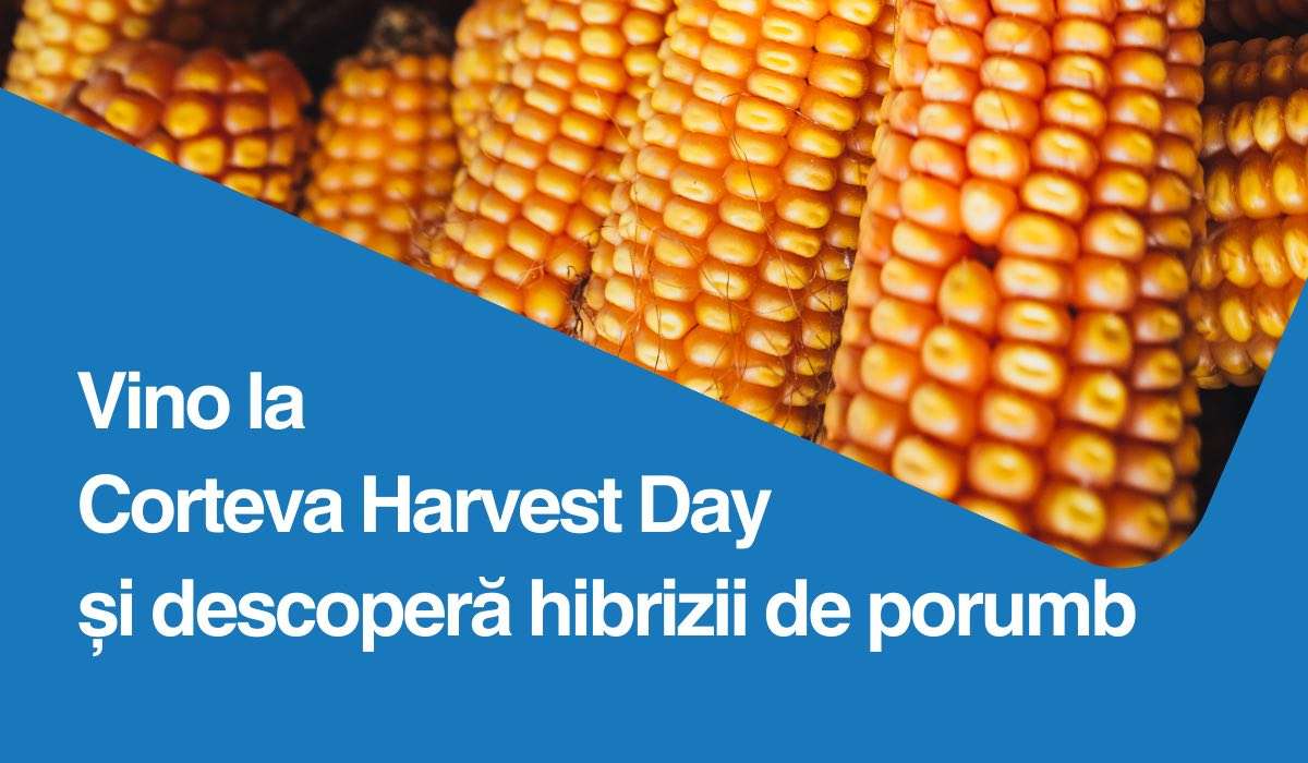 Vino la Corteva Harvest Day și descoperă performanțele hibrizilor de porumb - agroexpert.md