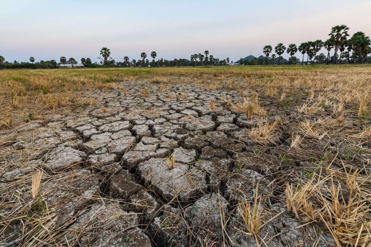 Soluții pentru adaptarea agriculturii. Ce propun savanții - agroexpert.md