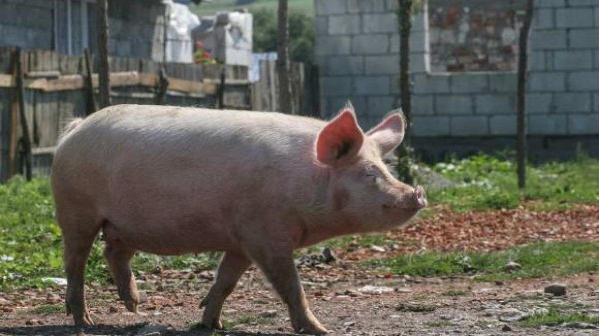 Un purcel a fost salvat după ce a căzut într-o groapă - agroexpert.md