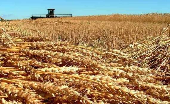 Озвучены первые прогнозы на 2025 год по урожаю зерновых в РФ - agroexpert.md