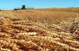 Озвучены первые прогнозы на 2025 год по урожаю зерновых в РФ - agroexpert.md