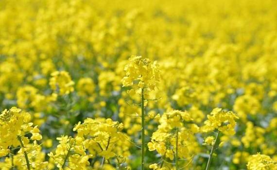В 2025/26 МГ урожай рапса в Украине может уменьшиться на 20% - agroexpert.md