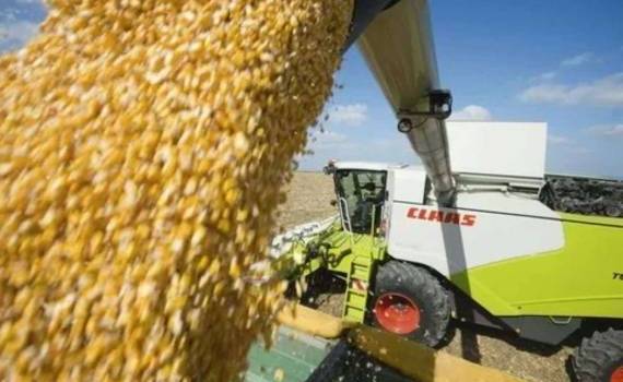 Поставки дешевой кукурузы из Бразилии и США снижают цены в Украине - agroexpert.md