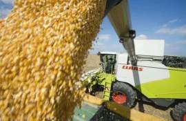 Поставки дешевой кукурузы из Бразилии и США снижают цены в Украине - agroexpert.md