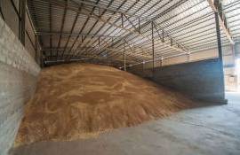 Что способствовало сбору рекордного урожая зерна в Казахстане - agroexpert.md