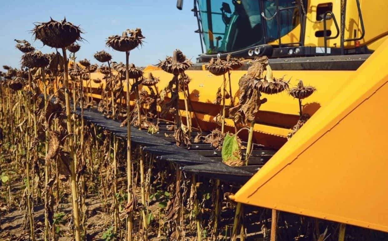 Аналитики ЕС продолжают уменьшать прогнозы урожая подсолнечника и кукурузы - agroexpert.md