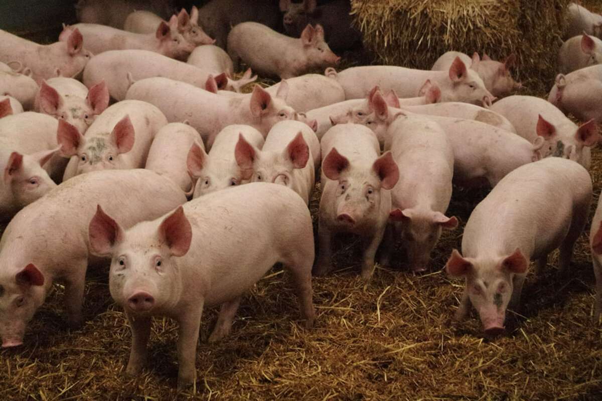 Tabel | Cât mănâncă un porc pe zi - agroexpert.md