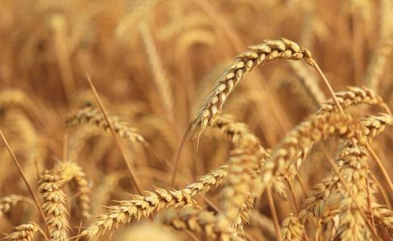 Preț scăzut al grâului în Portul Constanța: Când vindem marfa - agroexpert.md