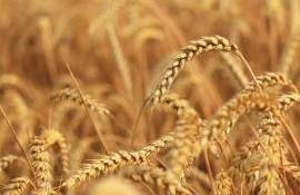 Preț scăzut al grâului în Portul Constanța: Când vindem marfa - agroexpert.md