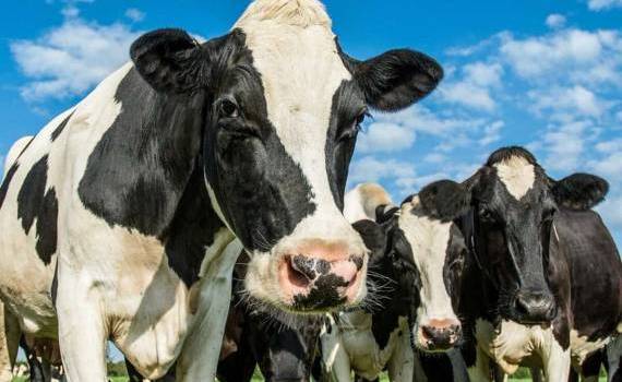 Numărul cazurilor de rabie la animale a scăzut - agroexpert.md