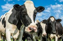 Numărul cazurilor de rabie la animale a scăzut - agroexpert.md