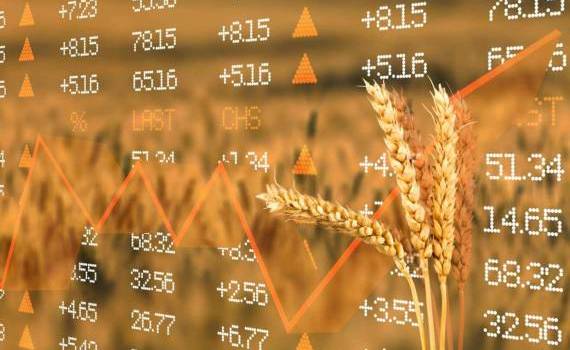Цены на пшеницу в ЕС падают из-за внимания к алжирскому тендеру - agroexpert.md