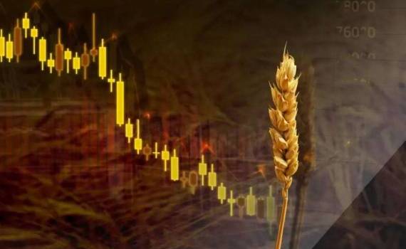 Цены на пшеницу в ЕС снижаются на фоне ухудшения экспорта - agroexpert.md