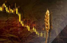 Цены на пшеницу в ЕС снижаются на фоне ухудшения экспорта - agroexpert.md