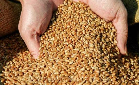 Алжир закупил на тендере около 600 000 тонн продовольственной пшеницы - agroexpert.md