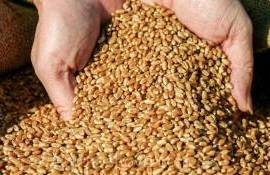 Алжир закупил на тендере около 600 000 тонн продовольственной пшеницы - agroexpert.md