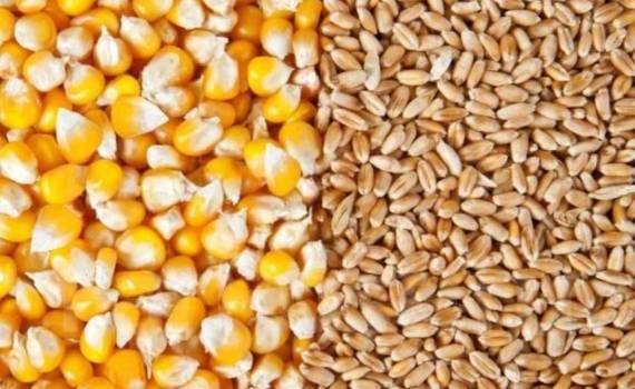 На мировом рынке снизились котировки на две основные зерновые культуры - agroexpert.md