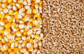 На мировом рынке снизились котировки на две основные зерновые культуры - agroexpert.md