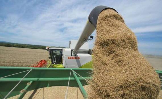 Цена украинской пшеница с белком 11,5% по CPT должна быть около 200 $/т - agroexpert.md