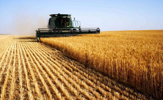 Producția agricolă din Republica Moldova, în scădere- agroexpert.md