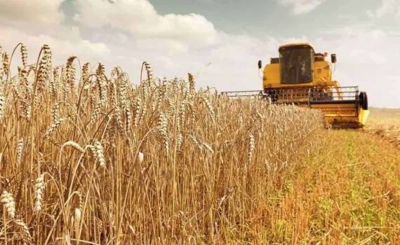 Октябрь впервые в 2024/25 МГ показал рост экспорта российской пшеницы - agroexpert.md