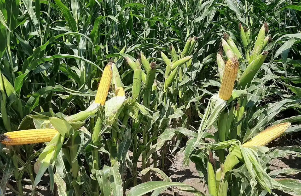 Аналитики Stratégie Grains понизили прогноз производства европейской кукурузы в 2019/20 МГ