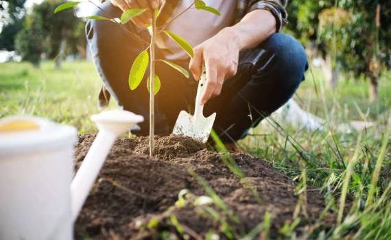 Campania de împădurire: În această toamnă se vor planta încă 4 mii de hectare - agroexpert.md