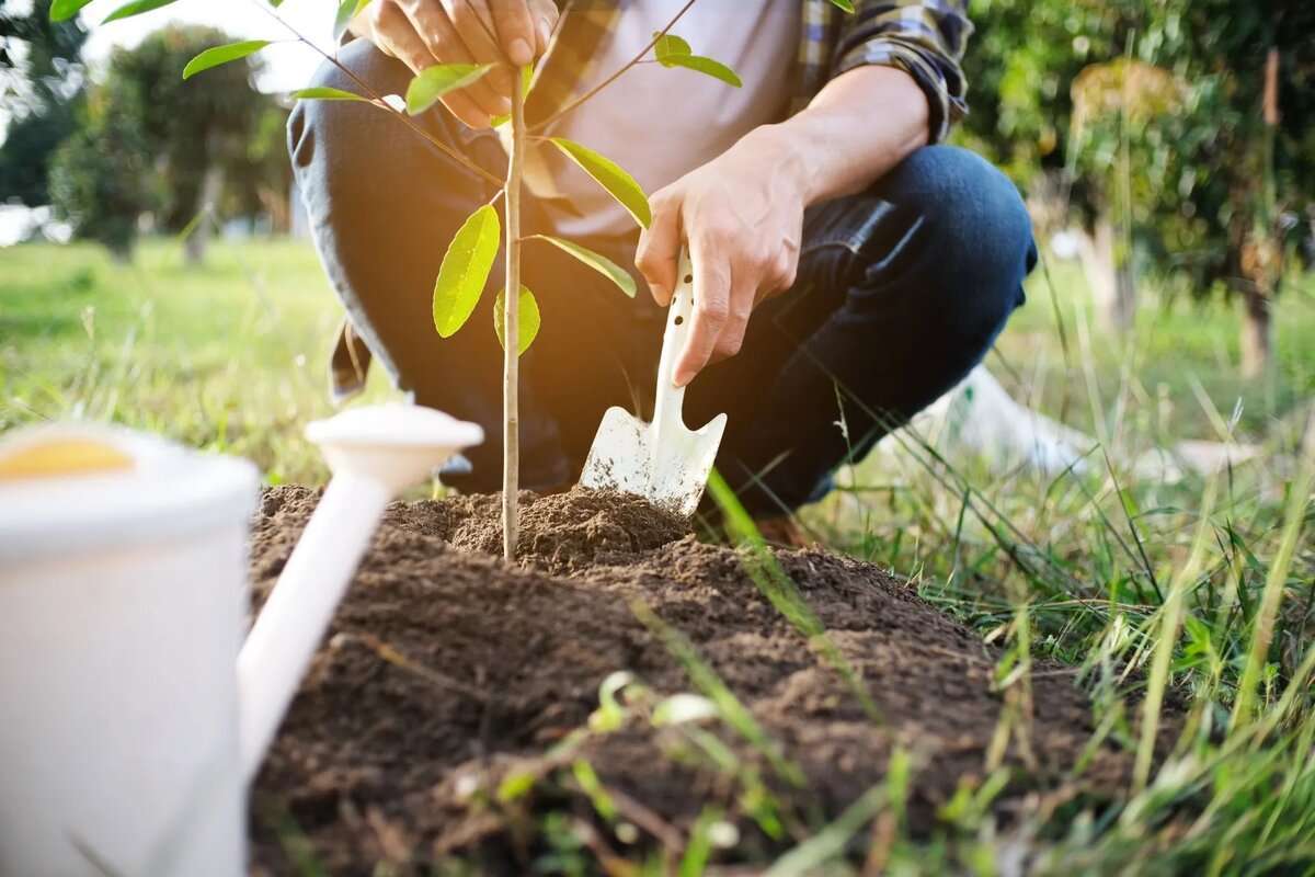 Campania de împădurire: În această toamnă se vor planta încă 4 mii de hectare - agroexpert.md