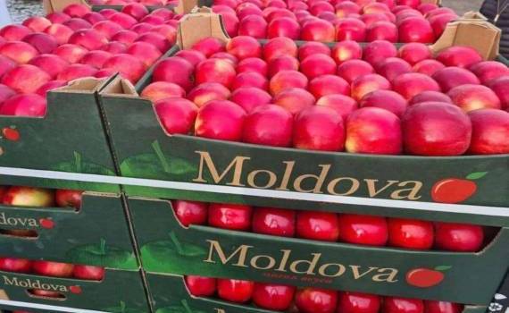 В октябре в Молдове сохранился невысокий темп экспорта яблок - agroexpert.md